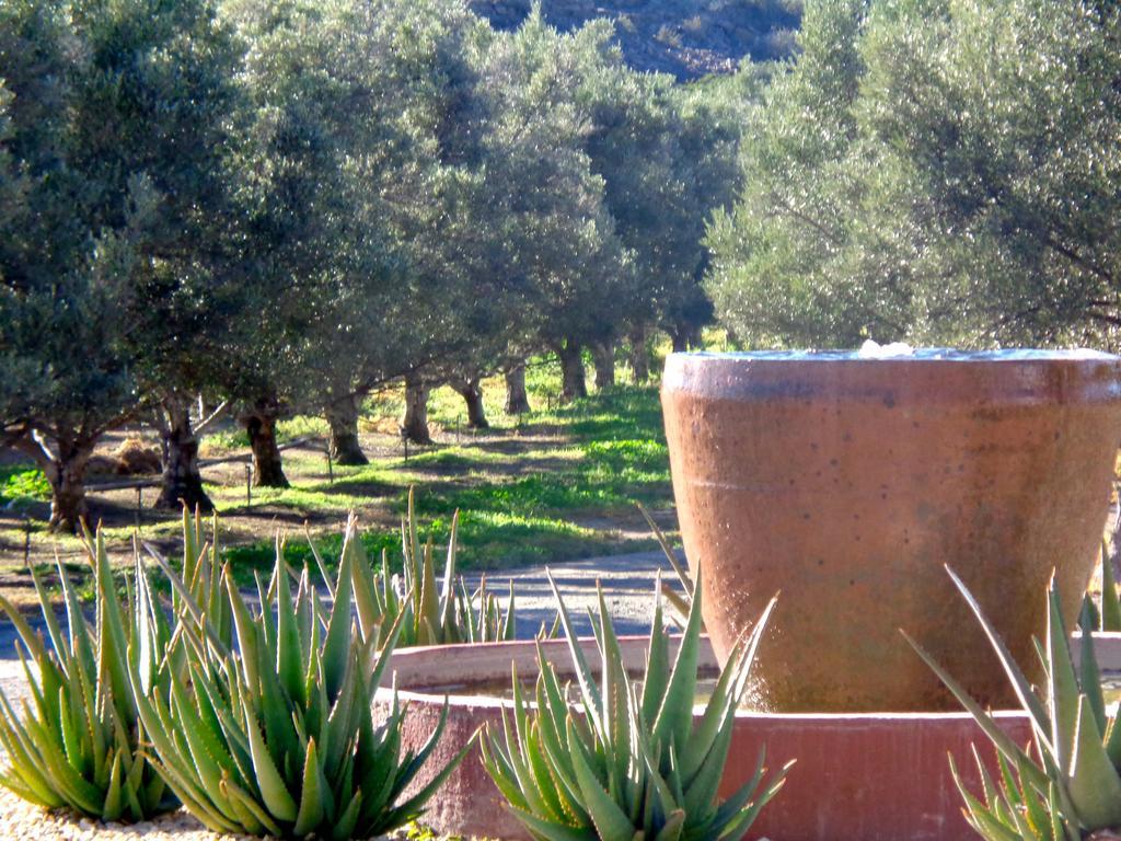 Olive Grove Guest Farm Villa Beaufort Wes Buitenkant foto